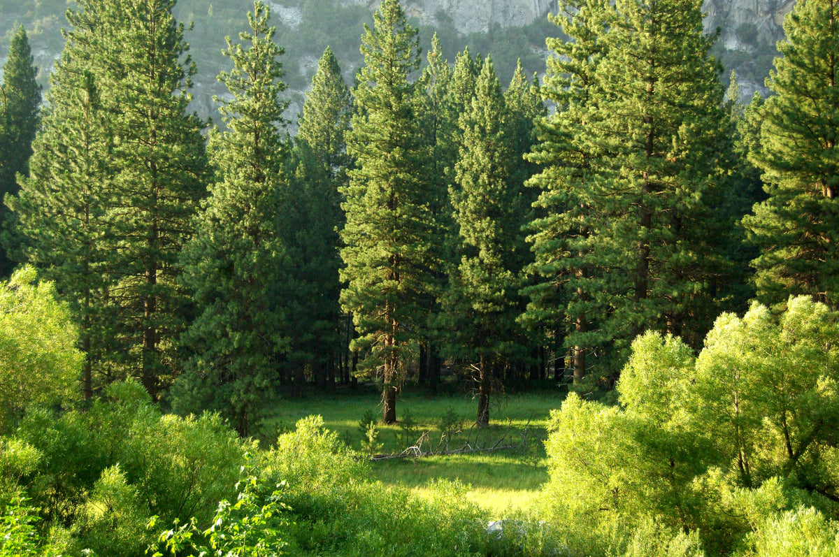 Bäume – Struktur, Schatten und Beständigkeit