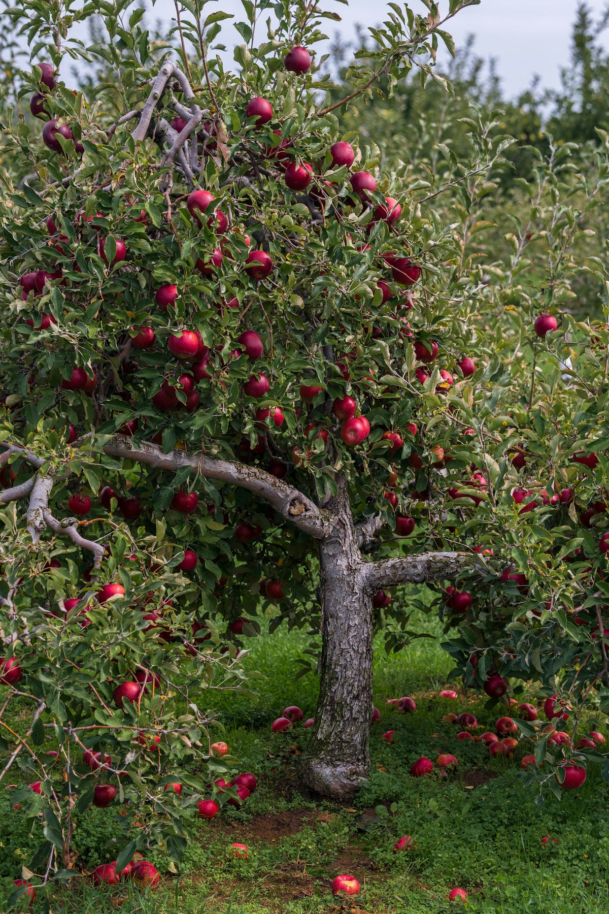 Obstgehölze – Ernten aus dem eigenen Garten